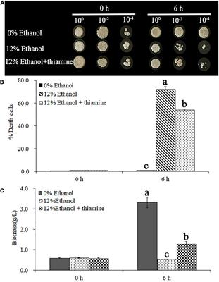 Protective effects of thiamine on Wickerhamomyces anomalus against ethanol stress